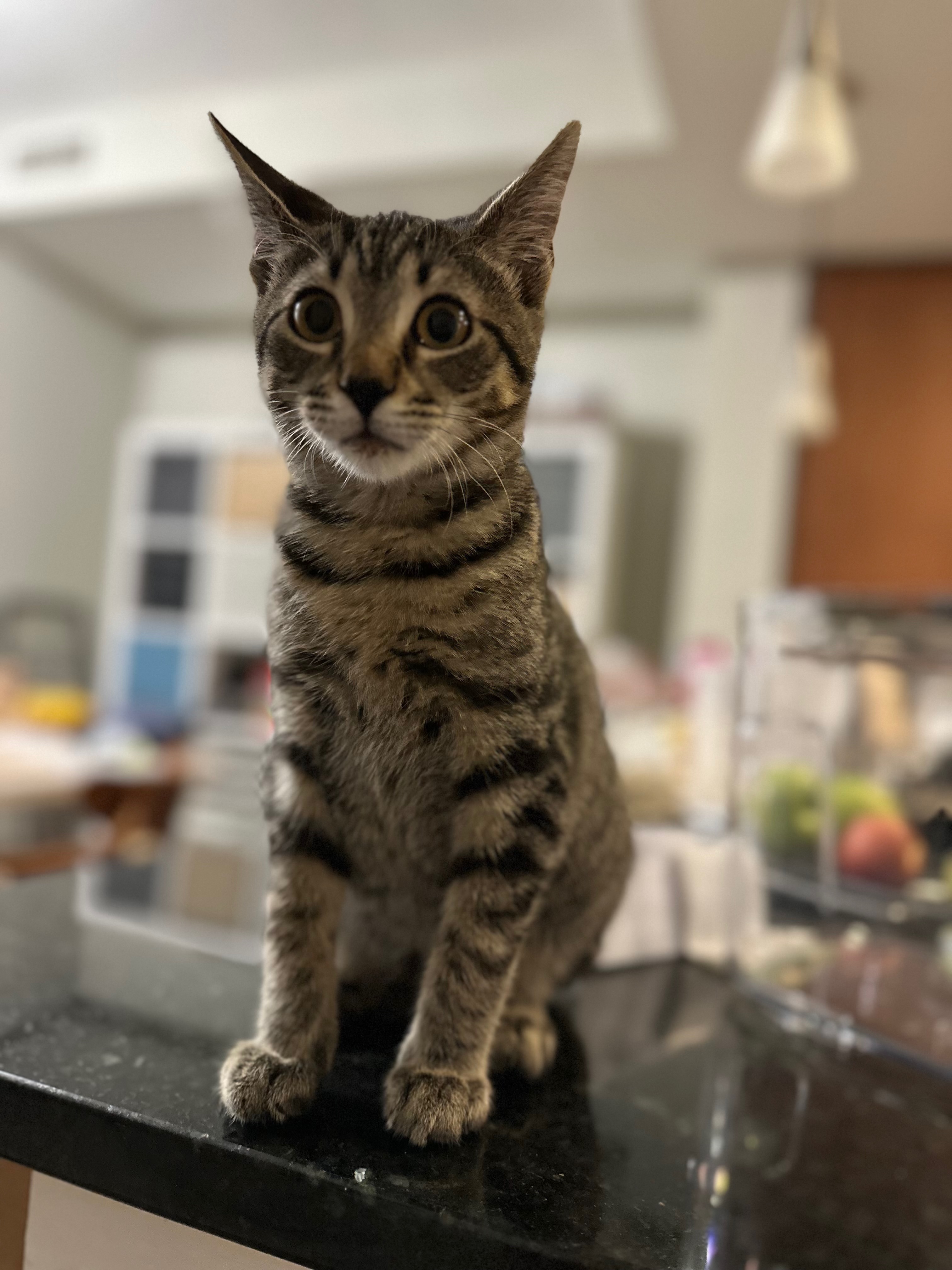 A picture of a gray tabby kitten